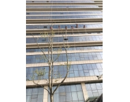 高铁科创中心外墙清洗